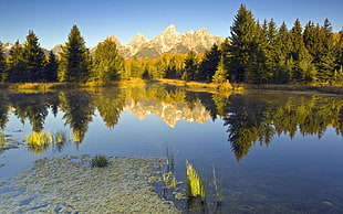 reflection photography of pine trees and mount alps
