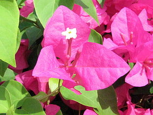 pink 3-petaled flower HD wallpaper