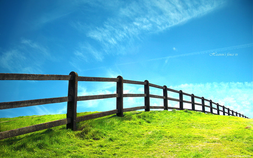 green grasses HD wallpaper