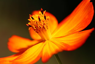 focused lens orange and yellow flower