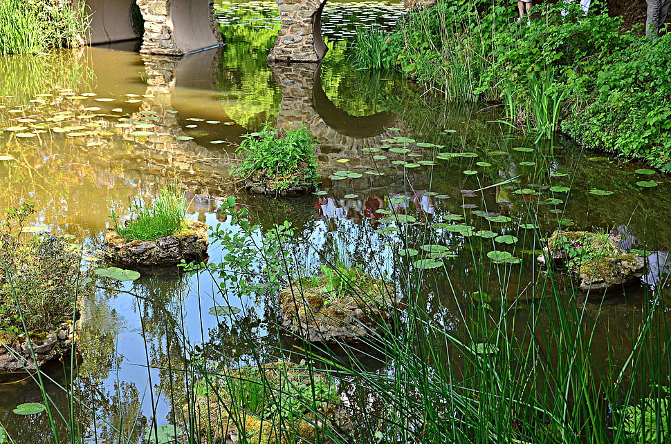 water lilies on pond at daytime HD wallpaper