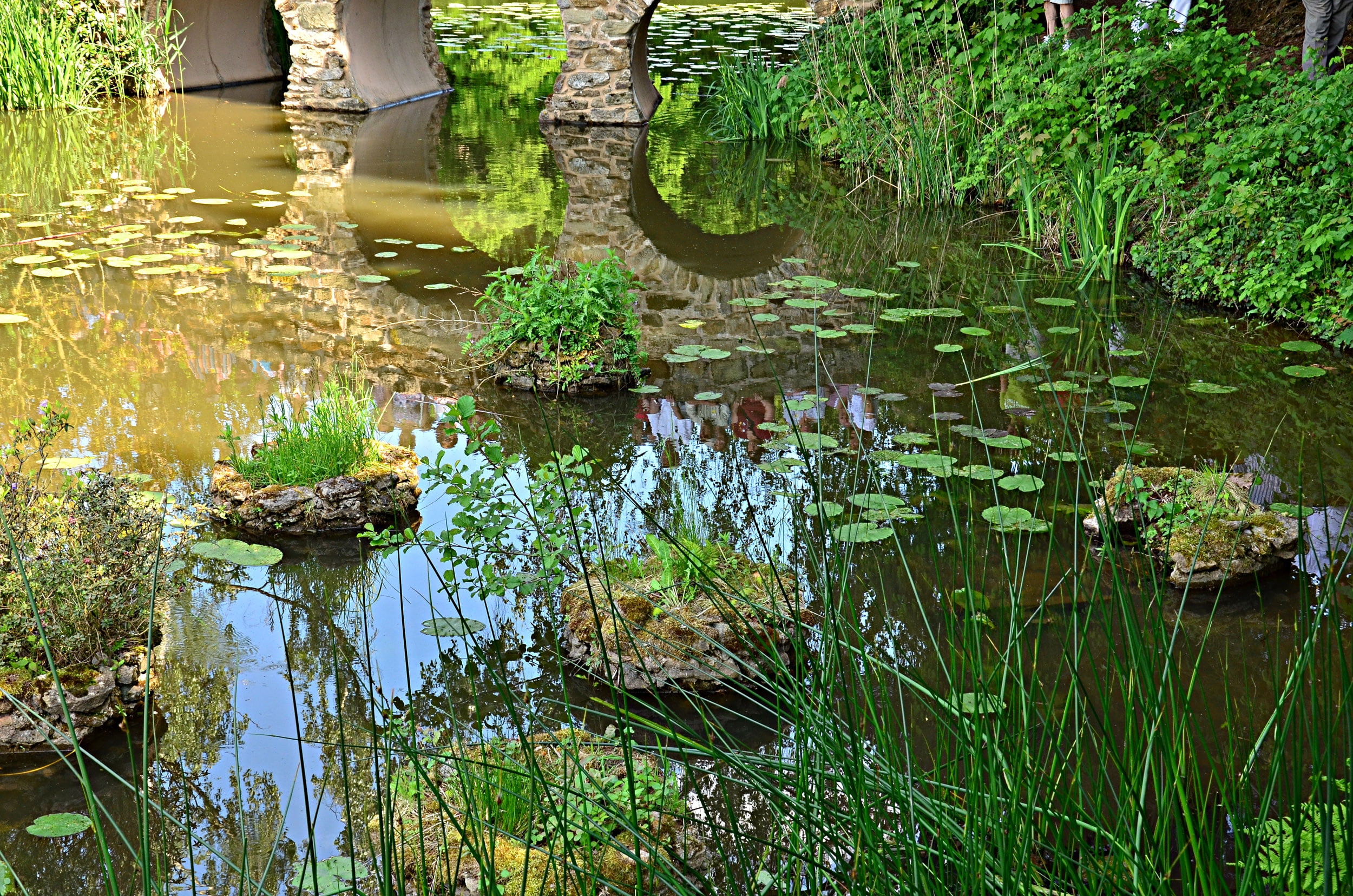 water lilies on pond at daytime