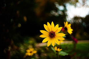 selective focus photography of yellow Creopsis flower HD wallpaper