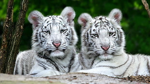 two white Tigers HD wallpaper