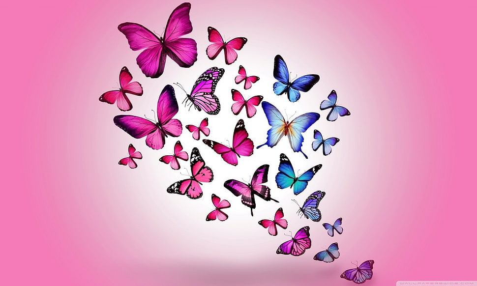 assorted-colored butterfly wallpaper, butterfly, artwork, insect, animals HD wallpaper