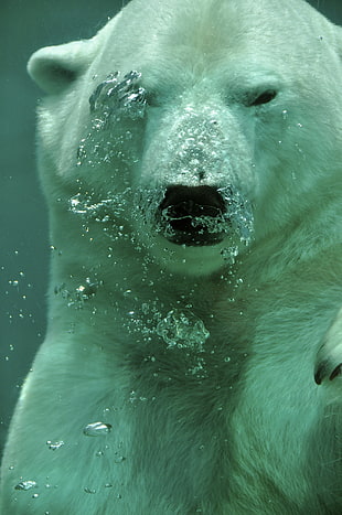 close up photography of polar bear underwater HD wallpaper