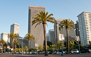 palm trees in front of city skyscrapers