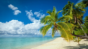 coconut tree, nature, landscape, tropical, island