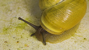 green snail HD wallpaper