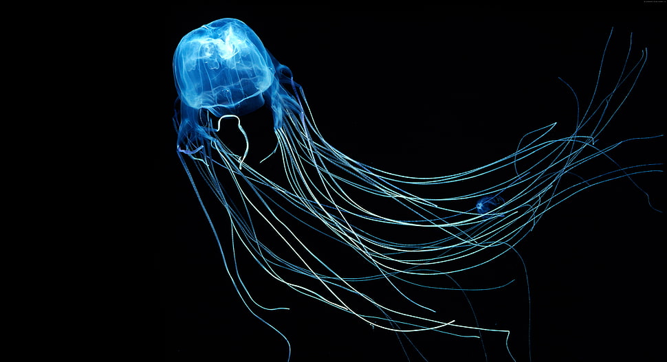 lighted jelly fish HD wallpaper