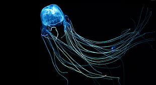lighted jelly fish HD wallpaper