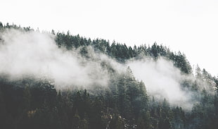 landscape photography of forest with smokes