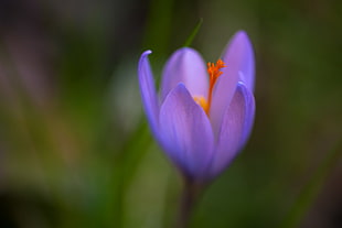 macro photo of purple Crocus flower