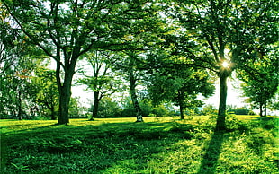 green tees during daytime