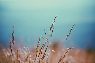 selective photography wheat grass HD wallpaper