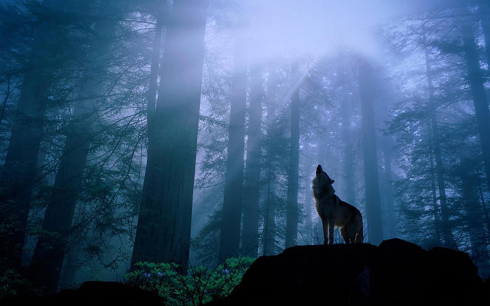 gray wolf, animals HD wallpaper