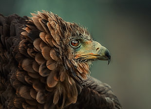 brown bird, photography HD wallpaper