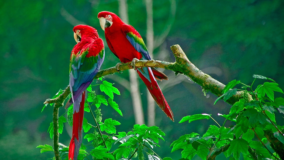 two red-green-and-blue parrots, nature, animals, wildlife, macaws HD wallpaper