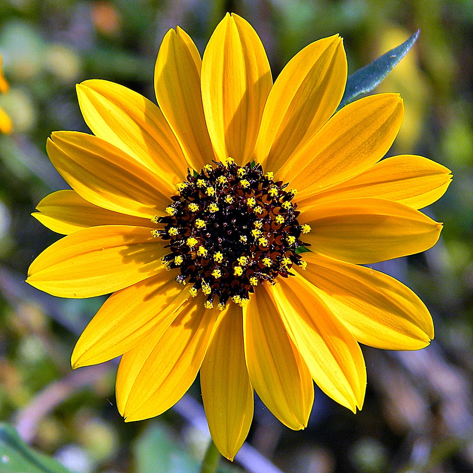 macro photography of sunflower HD wallpaper