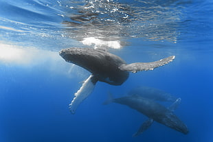 whales on body of water HD wallpaper