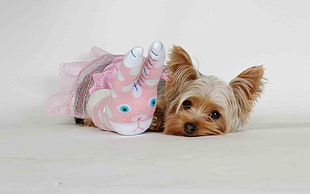 photography of Yorkshire Terrier lying on white surface beside plush toy