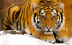 tiger on snow season photography