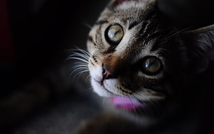 closeup photo of silver tabby kitten HD wallpaper