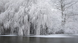 leafed tree, winter, snow, ice, trees
