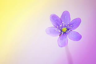 shallow focus photo of purple petaled flower HD wallpaper