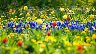 selective focus photography of bed of blue, red, and yellow petaled flowers