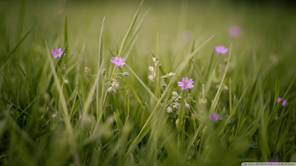 purple flowers, flowers, grass, nature, plants HD wallpaper