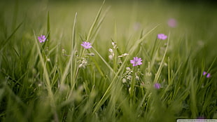 purple flowers, flowers, grass, nature, plants