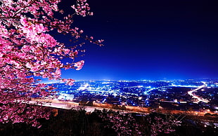 cherry blossom tree, photography, night, lights, cityscape