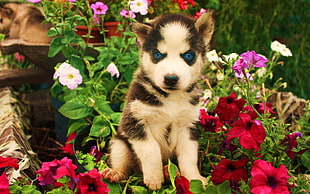 white and brown Siberian Husky puppy at daytime