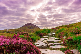 rock pathway surrounded with red and green flowers