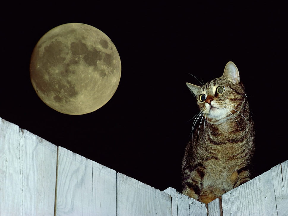silver tabby cat with full moon background HD wallpaper