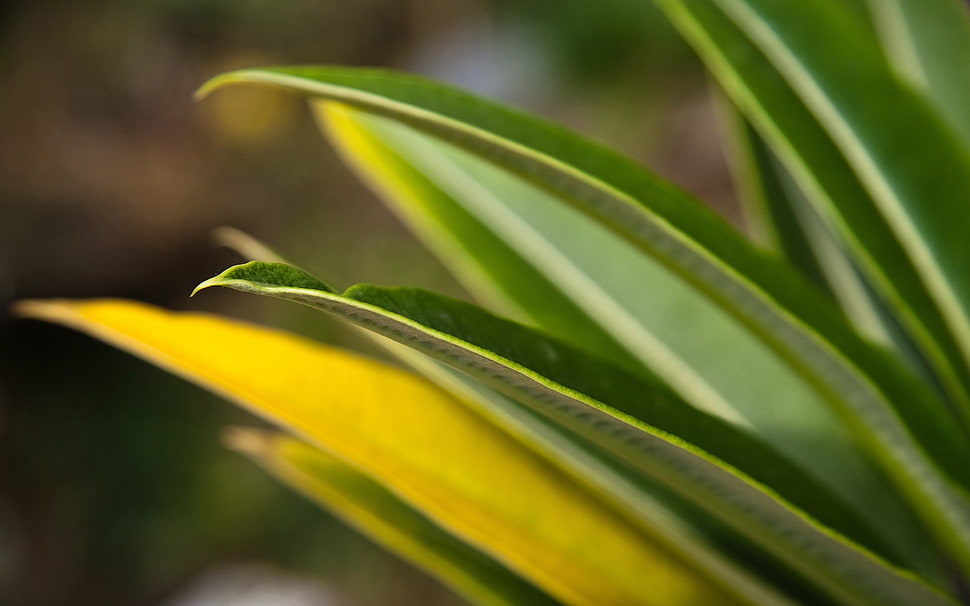 green leaf close up photography HD wallpaper