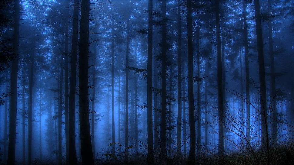 green leaf tree, nature, forest, trees HD wallpaper