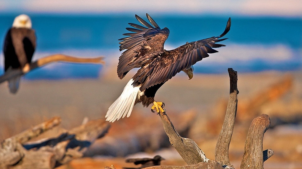 bald eagle, nature, animals, dead trees, eagle HD wallpaper
