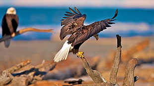 bald eagle, nature, animals, dead trees, eagle
