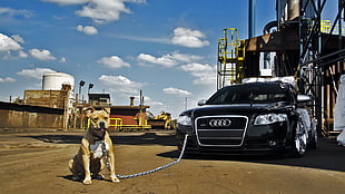 black Audi car, Audi, dog, car