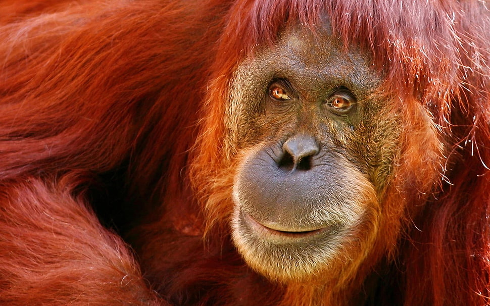 red Gorilla HD wallpaper