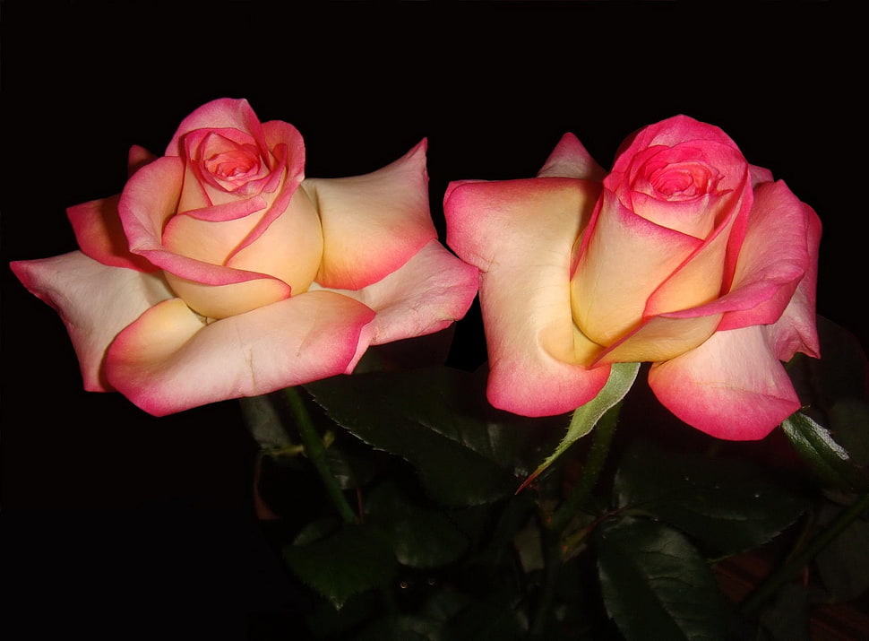 pink and yellow flowers HD wallpaper