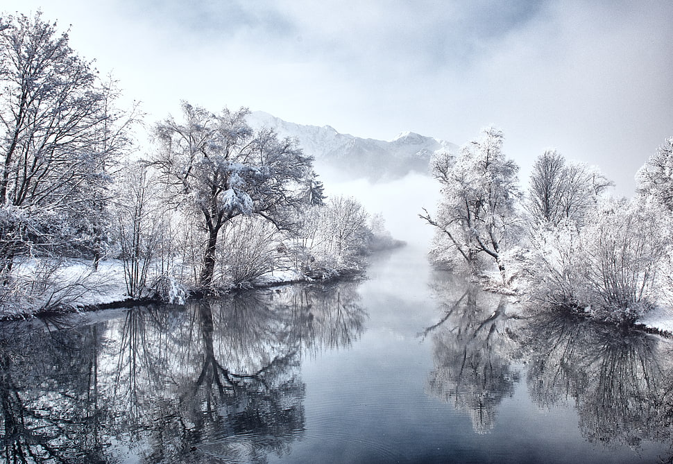 tree coated with white snow during daytime HD wallpaper