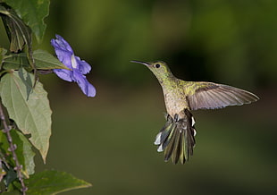 selective focus photography of green hummingbird beside purple Morning Glory flwoer