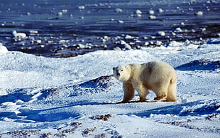 Polar bear on snowy ground HD wallpaper