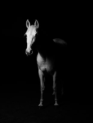 white horse HD wallpaper