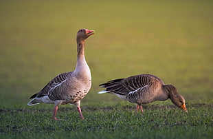 photography of two ducks on grass, greylag goose, anser anser HD wallpaper