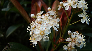 white petaled flowers, flowers, nature