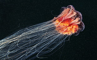 jellyfish, jellyfish, sea life, underwater, animals